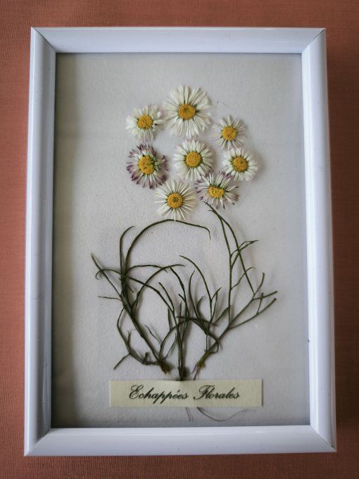 Cadre herbier pâquerettes
