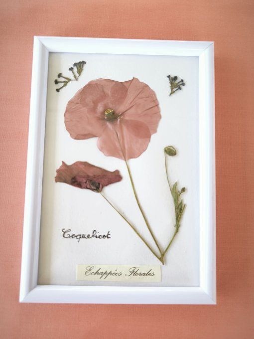 Cadre herbier coquelicot